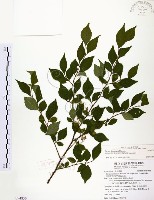 烏皮九芎、奮起湖野茉莉藏品圖，第1張