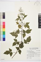 串鼻龍藏品圖，第1張