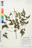 巴氏鐵線蓮藏品圖，第1張