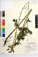 蔓烏頭藏品圖，第1張