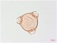 臺灣露珠草藏品圖，第1張