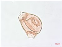 臺灣露珠草藏品圖，第2張