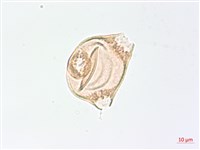 臺灣露珠草藏品圖，第3張