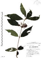 杜虹花，台灣紫珠藏品圖，第1張