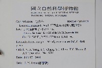 阿里山忍冬、漸尖葉忍冬藏品圖，第2張