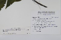 蘭邯千金榆藏品圖，第2張