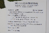 大屯尖葉槭, 川上氏槭藏品圖，第2張