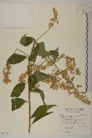 珍珠蒿、奇蒿藏品圖，第1張