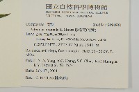 珍珠蒿、奇蒿藏品圖，第2張
