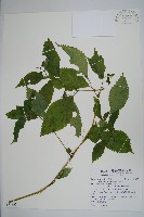 黃花鳳仙花藏品圖，第1張