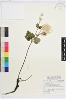 小白頭翁、野棉花藏品圖，第1張