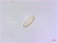 麥門冬藏品圖，第2張