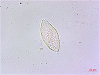 麥門冬藏品圖，第3張