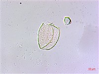 麥門冬藏品圖，第4張