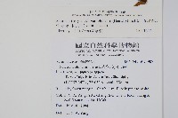 水冬瓜藏品圖，第2張