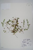 普刺特草藏品圖，第1張