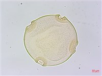 王瓜藏品圖，第2張