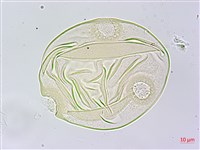 王瓜藏品圖，第3張