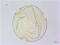 王瓜藏品圖，第4張