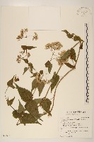田代氏澤蘭藏品圖，第1張