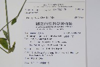 華九頭獅子草藏品圖，第2張