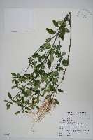 爵床藏品圖，第1張