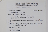 爵床藏品圖，第2張