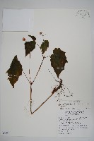 水鴨腳藏品圖，第1張