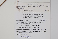 水鴨腳藏品圖，第2張