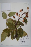 鐘萼木藏品圖，第1張