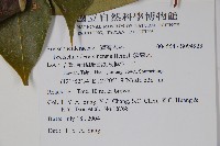 鐘萼木藏品圖，第2張