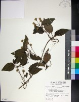 麥氏鐵線蓮藏品圖，第1張