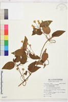 麥氏鐵線蓮藏品圖，第2張