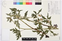 蔓烏頭藏品圖，第1張