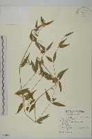 狗筋蔓藏品圖，第1張