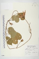 銳葉牽牛藏品圖，第1張