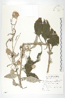 臺灣青木香藏品圖，第1張