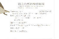 臺灣青木香藏品圖，第2張