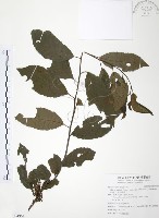 台灣山桂花藏品圖，第1張