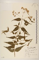 田代氏澤蘭藏品圖，第1張