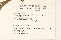 田代氏澤蘭藏品圖，第2張