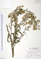 美洲假蓬藏品圖，第1張