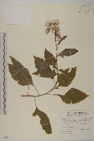 昭和草藏品圖，第1張