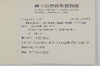 小白花鬼針藏品圖，第2張