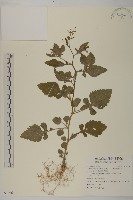 茯苓菜藏品圖，第1張