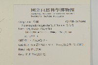 茯苓菜藏品圖，第2張