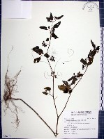 光果龍葵藏品圖，第1張