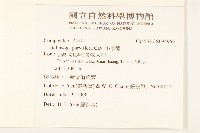 小米菊藏品圖，第2張