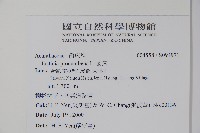 爵床藏品圖，第2張