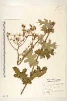 臺灣山苦藚藏品圖，第1張